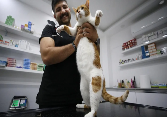 Türkiye'de bir ilk! Oscar Kedi, mide botoksuyla kilo verdi